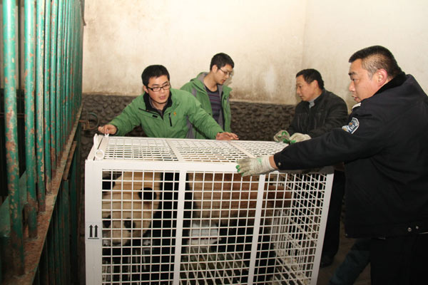 Japan-born panda twins return to China