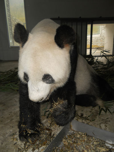 Shangri-La's Care for Panda project takes root in Sichuan