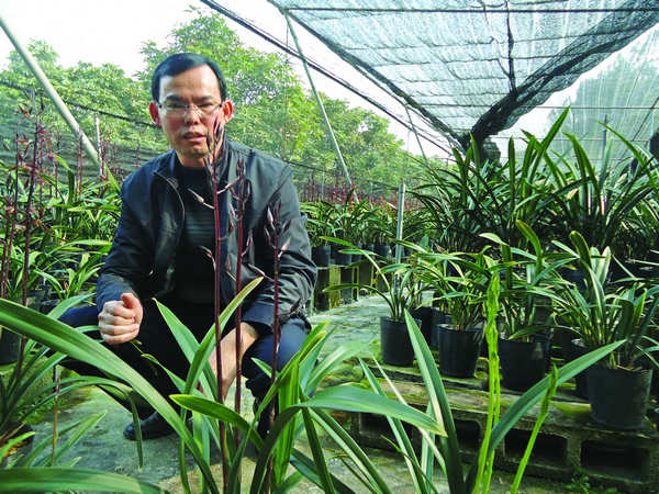 Global orchid aficionados boost growers in coastal city