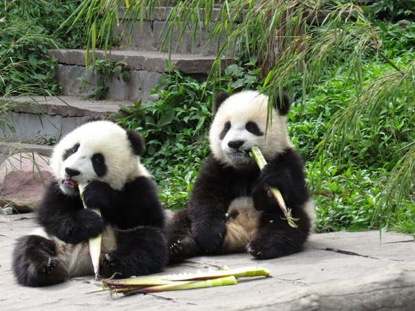 Quake has limited effect on panda habitats