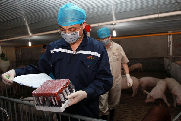 China imports pigs for breeding from US
