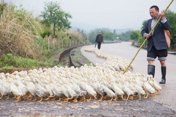 Experts' findings point to bird flu prevention path