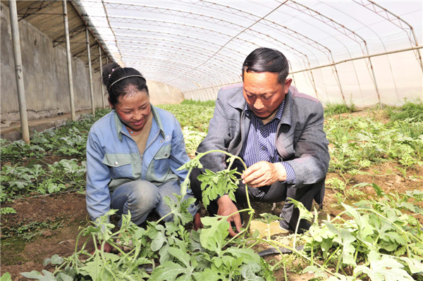 Farming expert devotes 13 years in Tibet