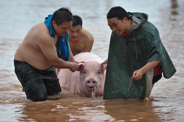 Farmers move a pig to a safe place in the rainstorm-hit Tongnan county, Chongqing municipality. Photo: Courtesy