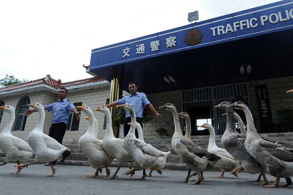 Geese flock together to boost police ranks in Xinjiang