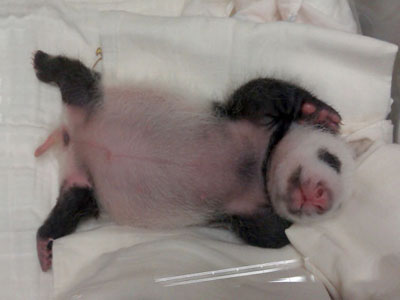 Two paws up for panda cam