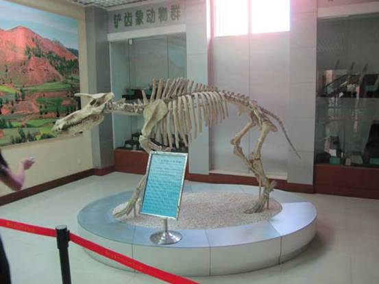Hezheng county beefs up fossil protection