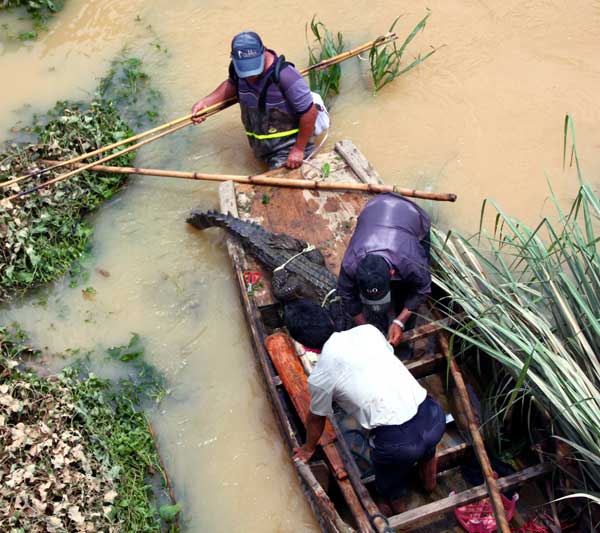 Search for escaped crocodiles continues