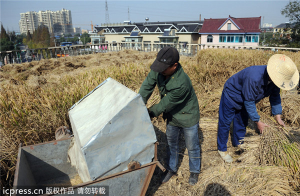 Zhejiang farmer's rooftop plants achieve harvest