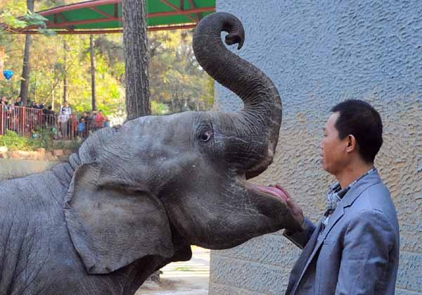 Gentle move for baby elephant