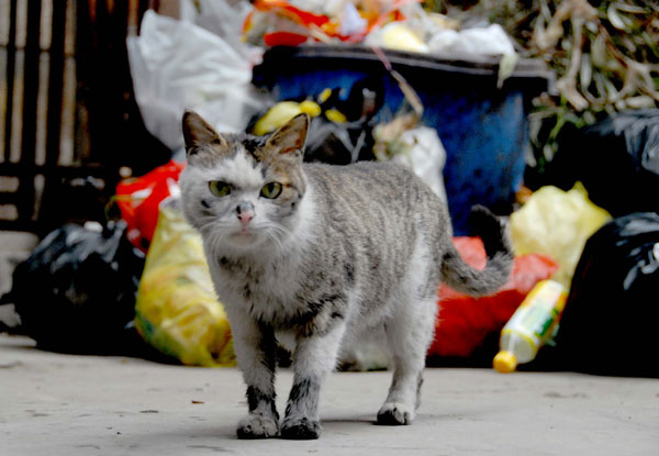 Stray animals require government, civil support
