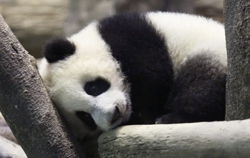 Yuan Zai,Taiwan-born panda,charms media