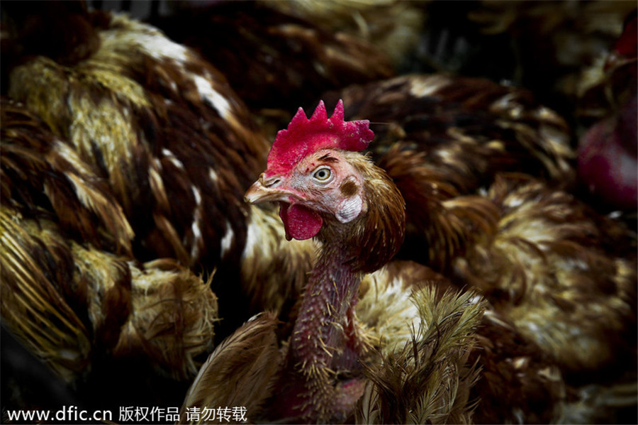 Tight control on China’s poultry over H7N9 fears