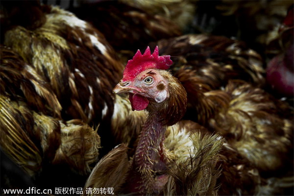 China reports four more H7N9 human cases