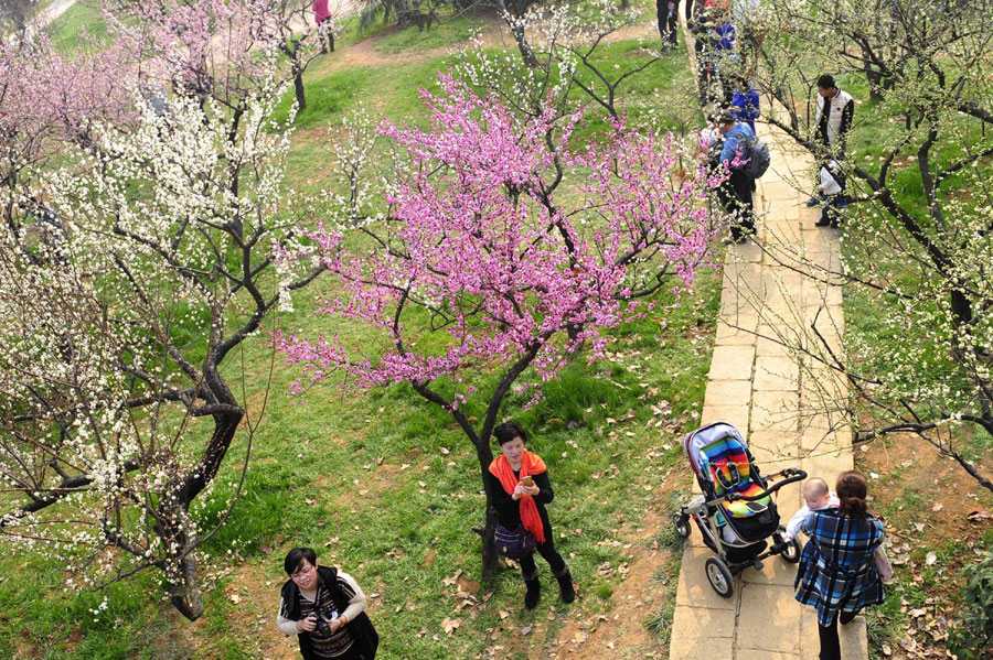 Spring flowers blossom on Spring Festival
