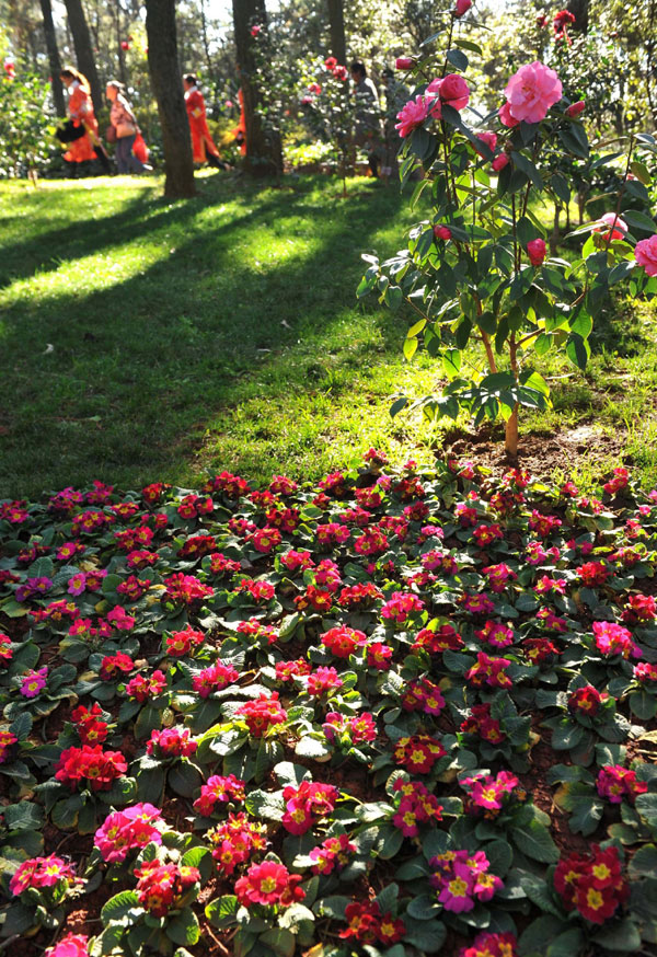 Spring flowers blossom on Spring Festival