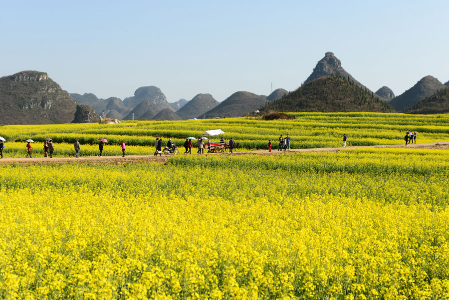 Spring flowers blossom on Spring Festival