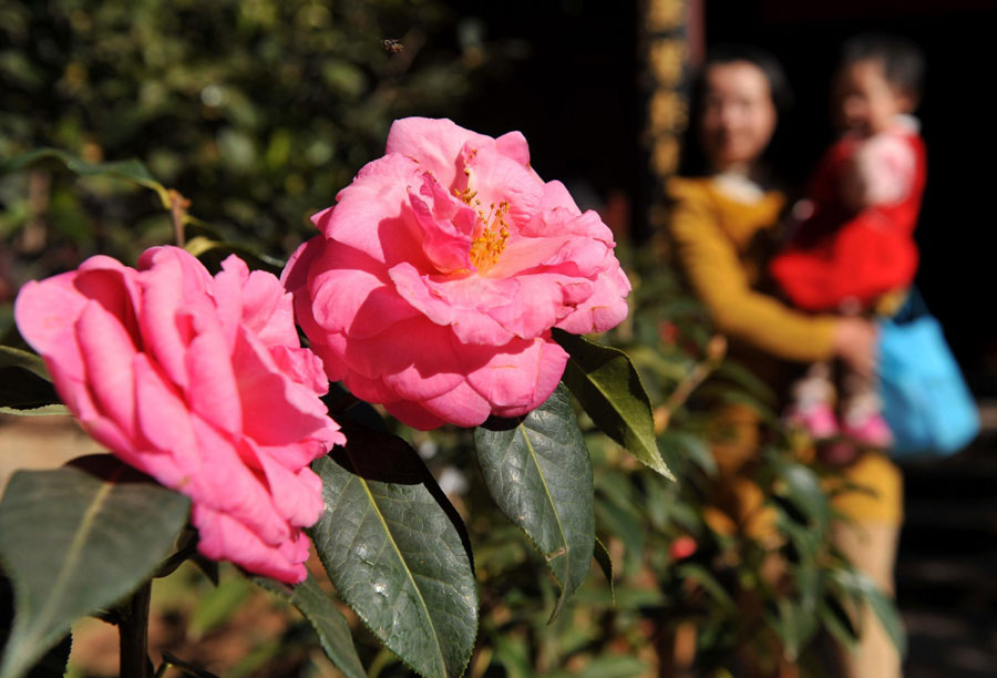 Spring flowers blossom on Spring Festival[5]- C