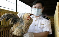 China reports new H7N9 case, cities ban poultry trading