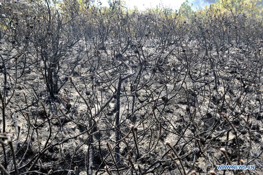 Forest fire breaks out in Sichuan, SW China