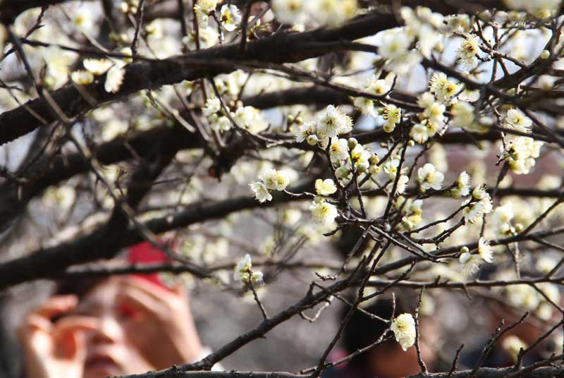 Flowers bring on spring