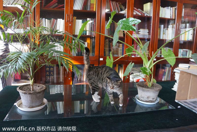 'Royal' stray cats wander in and around Forbidden City