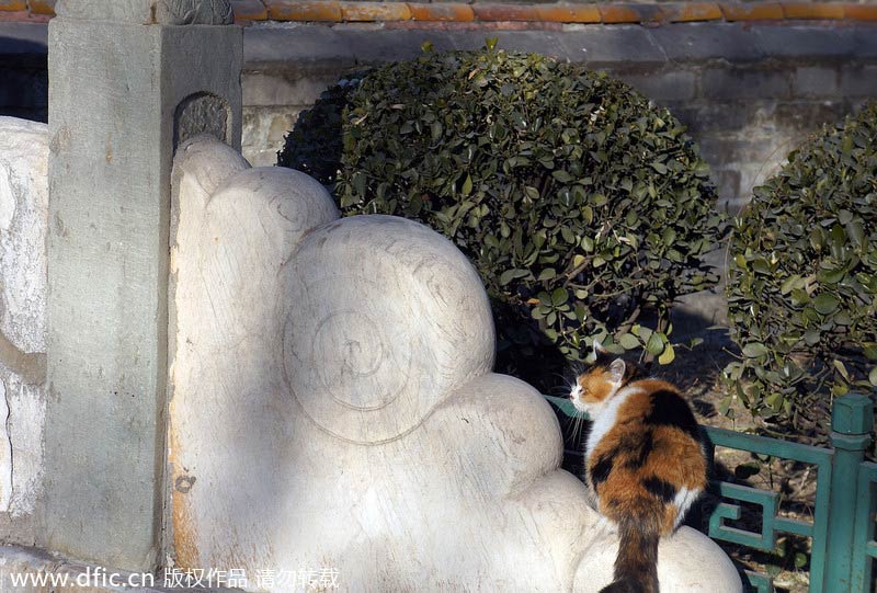 'Royal' stray cats wander in and around Forbidden City