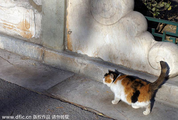 Palace cats forbid rats living in museum