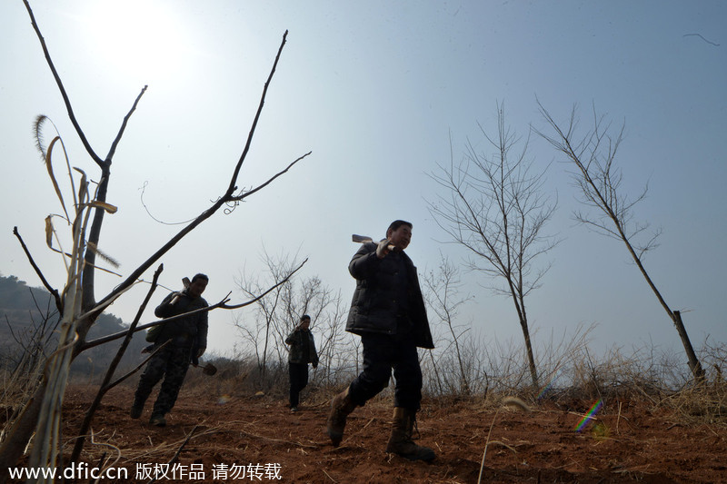 Planting forests on barren hills