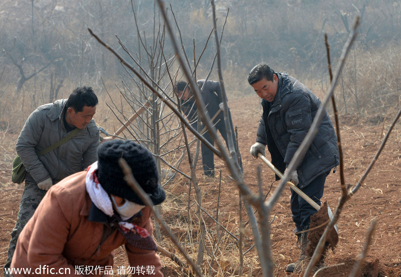 Planting forests on barren hills[7]- Chinadaily.co