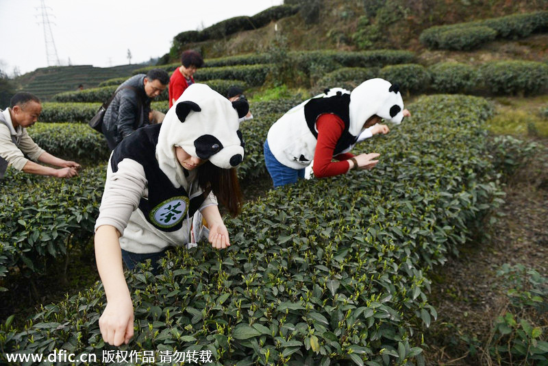 Special tea fertilized by panda feces