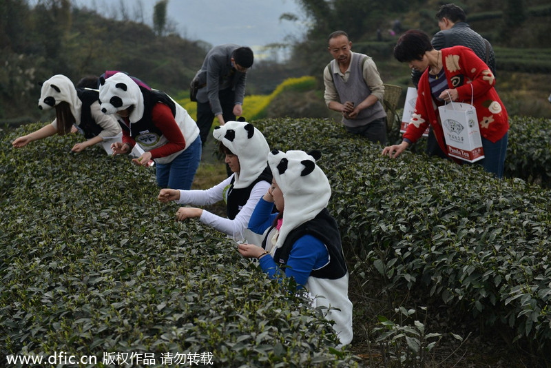 Special tea fertilized by panda feces