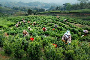 Special tea fertilized by panda feces