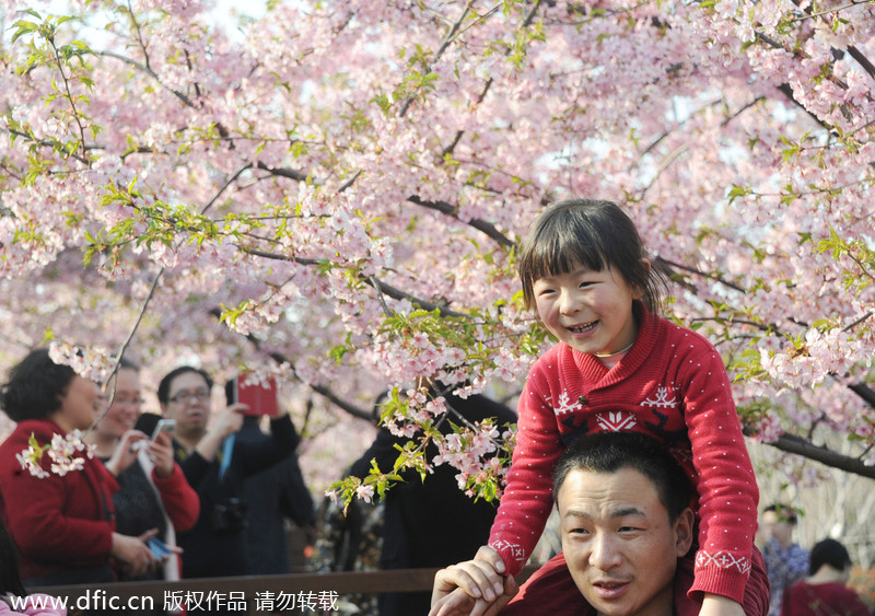 Cherry blossoms give Shanghai early taste of spring