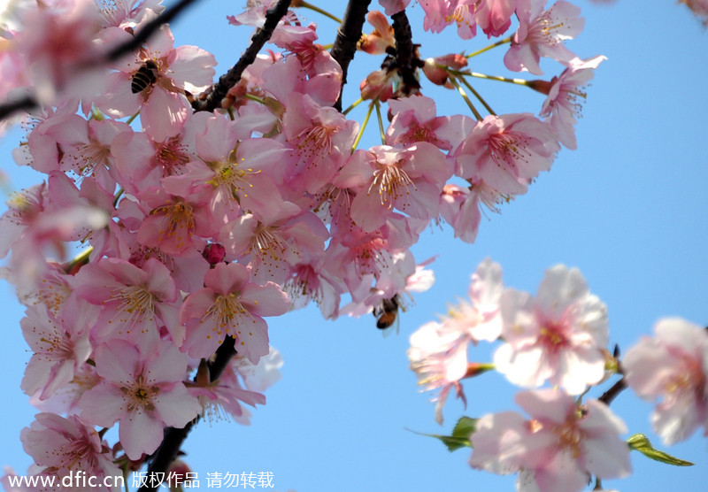 Cherry blossoms give Shanghai early taste of spring