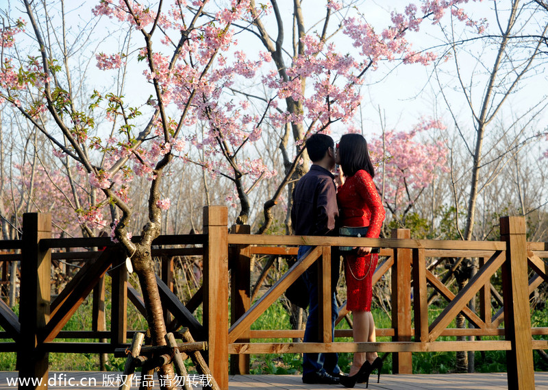 Cherry blossoms give Shanghai early taste of spring