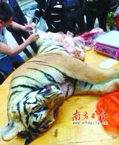 Suspects detained for killing tigers