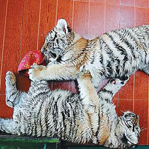 Tiger twins flourishing