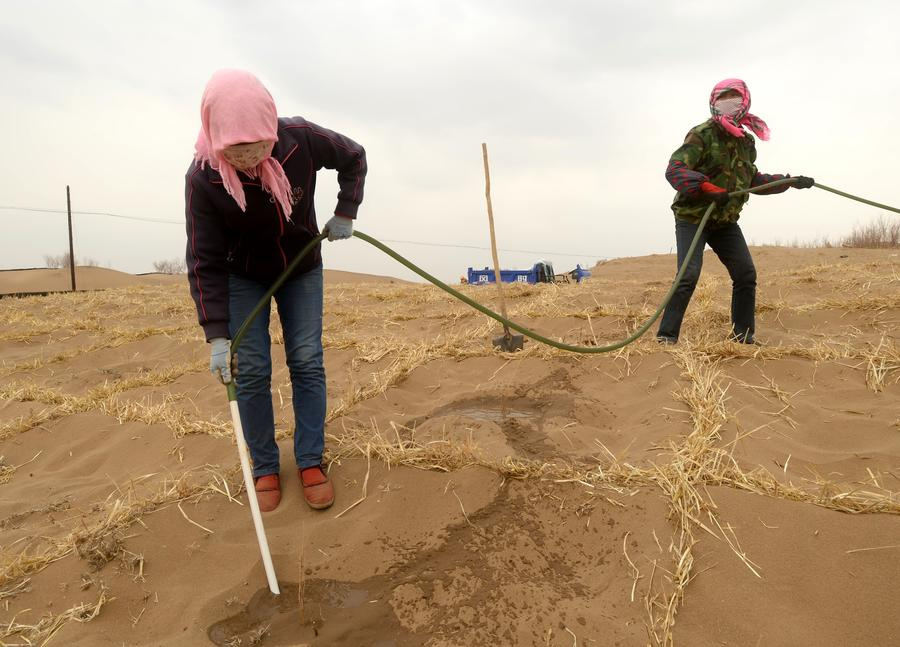 Gansu village tries to make the desert bloom