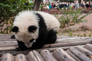 Zoo installs TV to cheer panda up