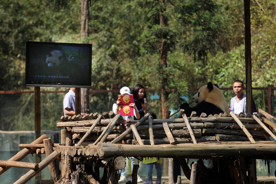 Zoo installs TV to cheer panda up