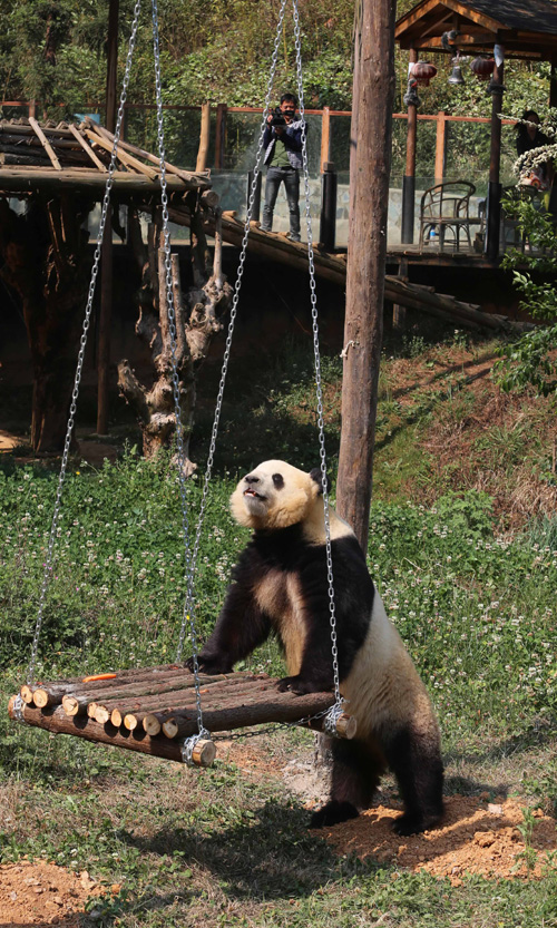 Zoo installs TV to cheer panda up