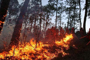 Forest fire raging in Kunming