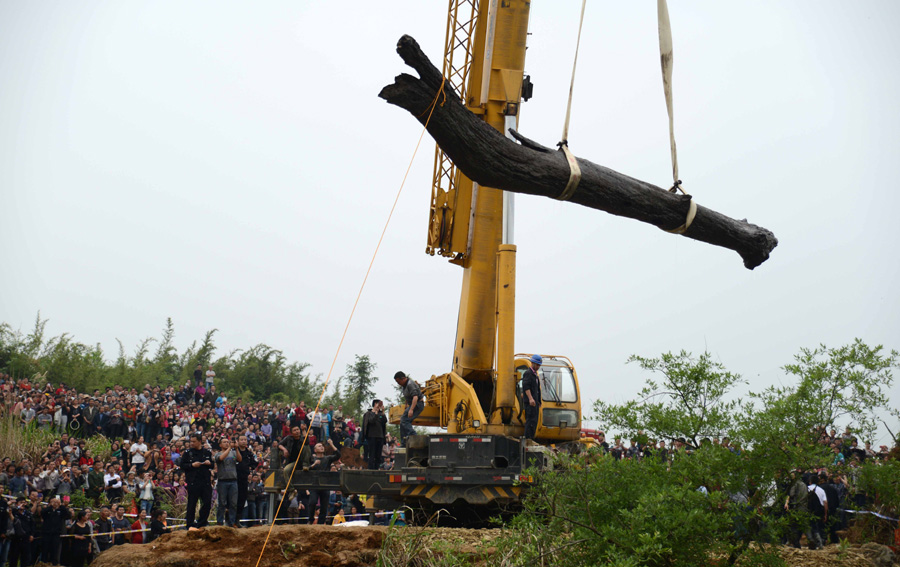 4,000-year-old ebony tree unearthed in E China