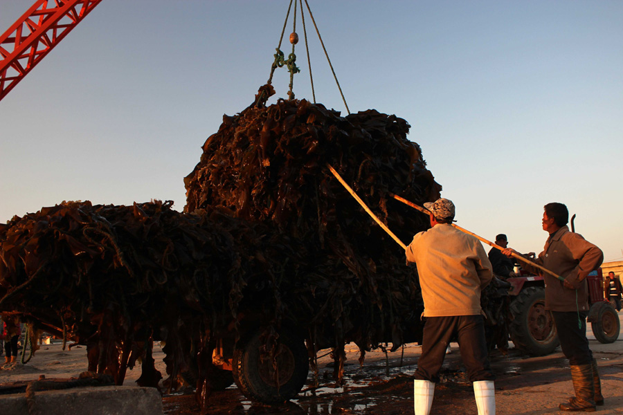 Peak season for kelp in Shandong