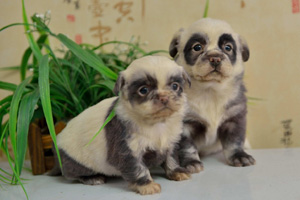 Labrador gives birth to 14 puppies in Fuzhou