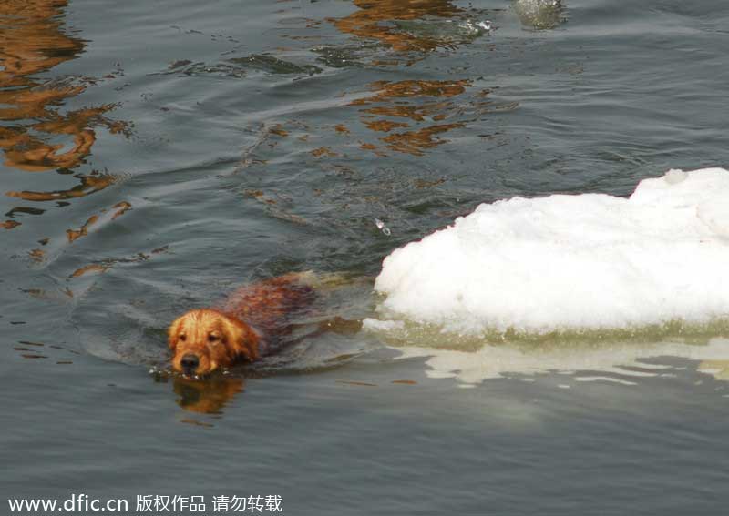 Swimmers take an icy dip in NE China