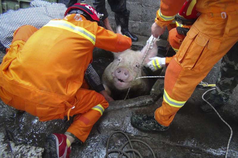 Saving his bacon