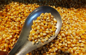 China rejects GM corn from US