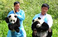 Yunnan's only panda perking up thanks to TV